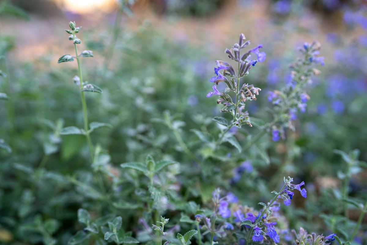 Catmint