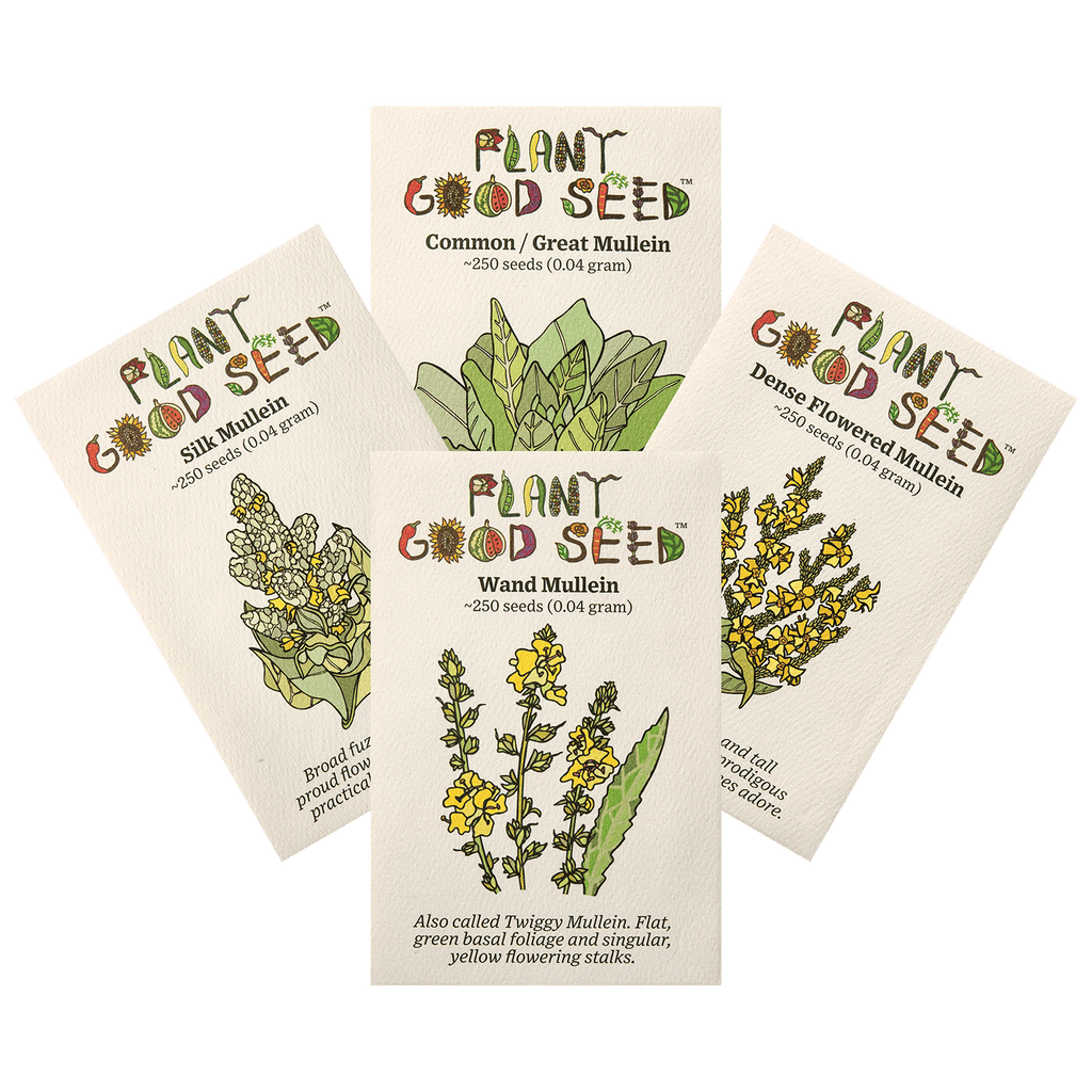 maile plant seeds Mullein Seed Collection - Four Packets