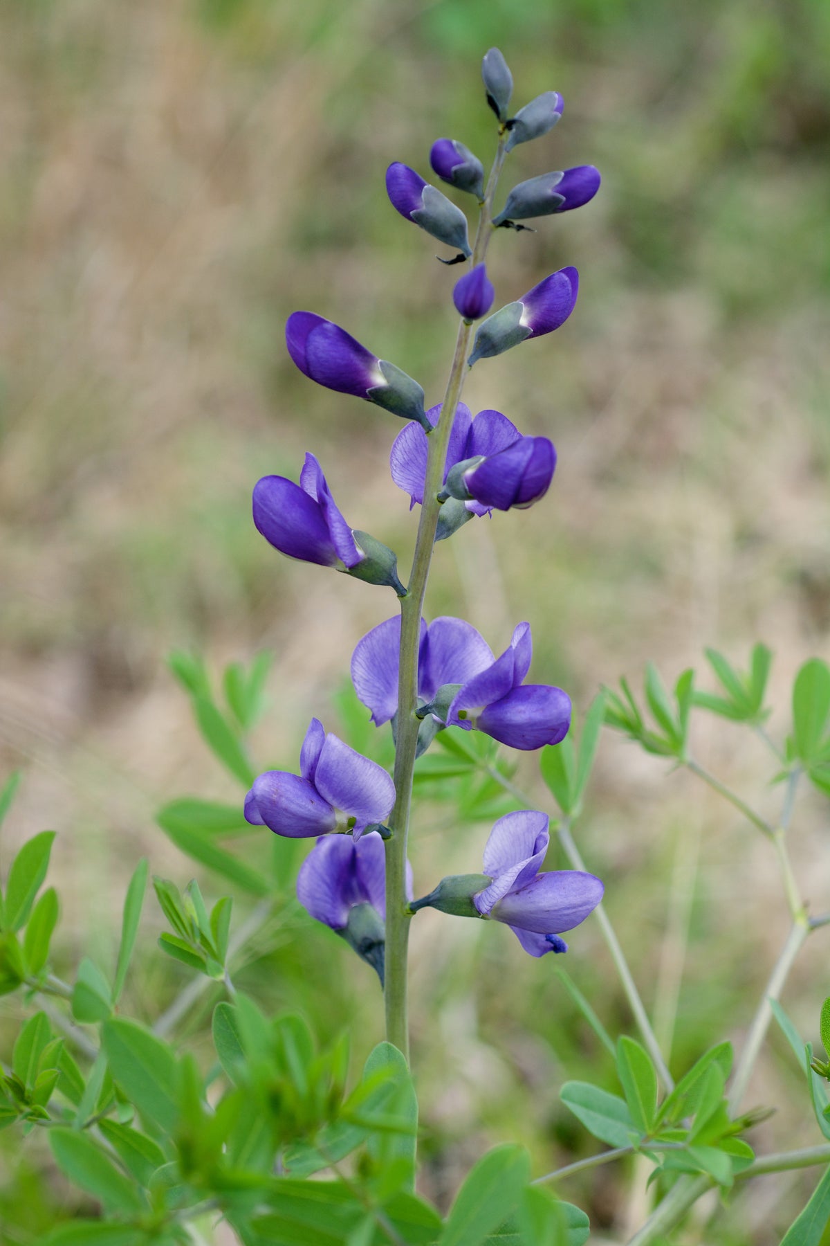 Wild Blue Indigo
