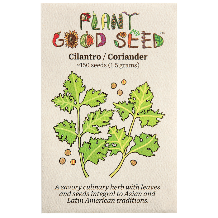 How to Grow Cilantro (Coriander) | Marshall Grain Co