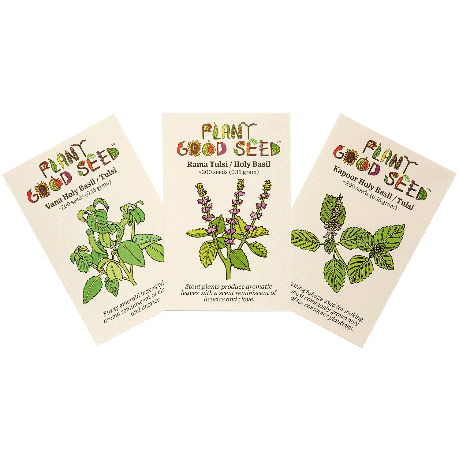 tulsi plant seeds Holy Basil Tulsi Seed Collection