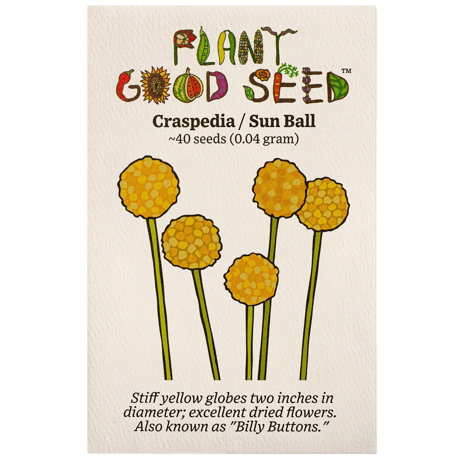 craspedia flower seeds Craspedia / Billy Buttons