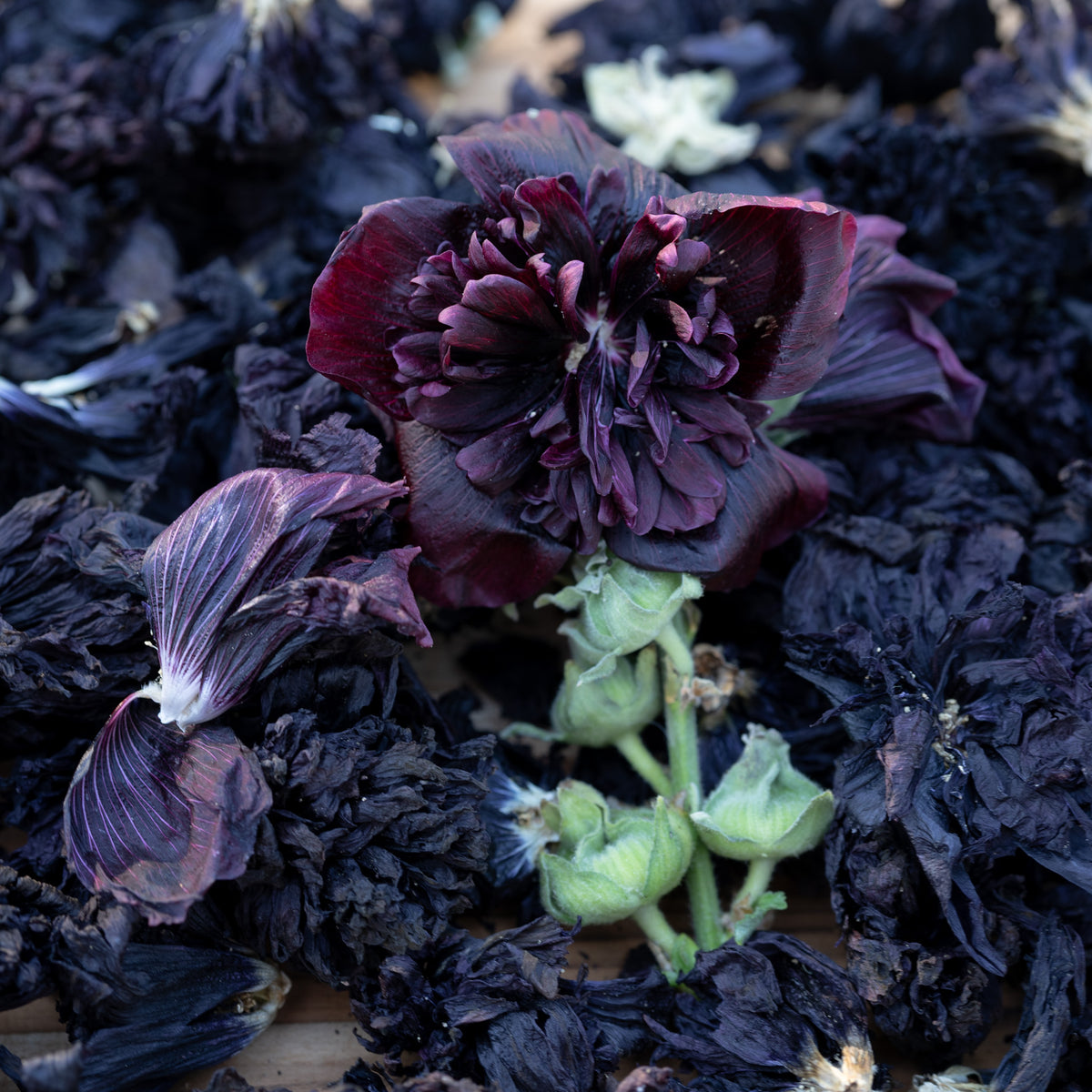 Double Black Hollyhock Flower