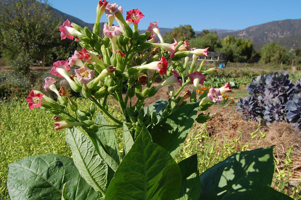 Smoking Tobacco in Flower