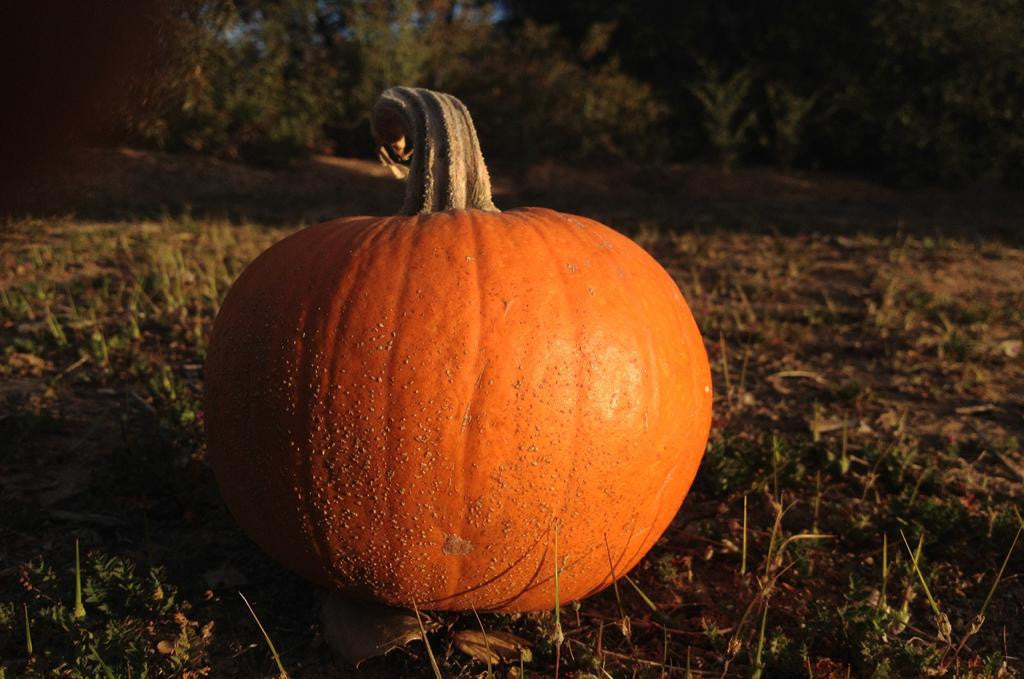 New England Pie Pumpkin