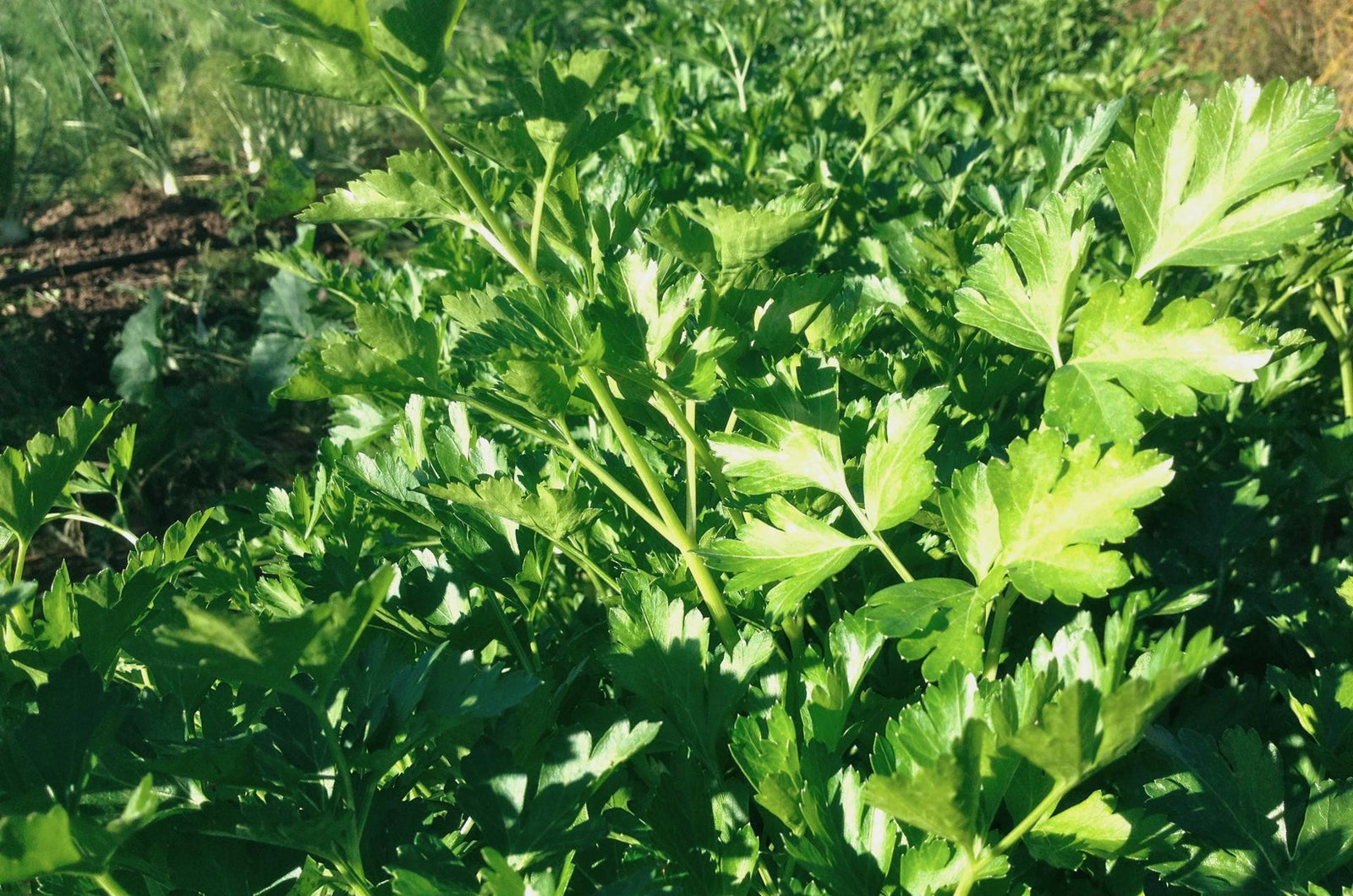 Parsley Plants in the Field