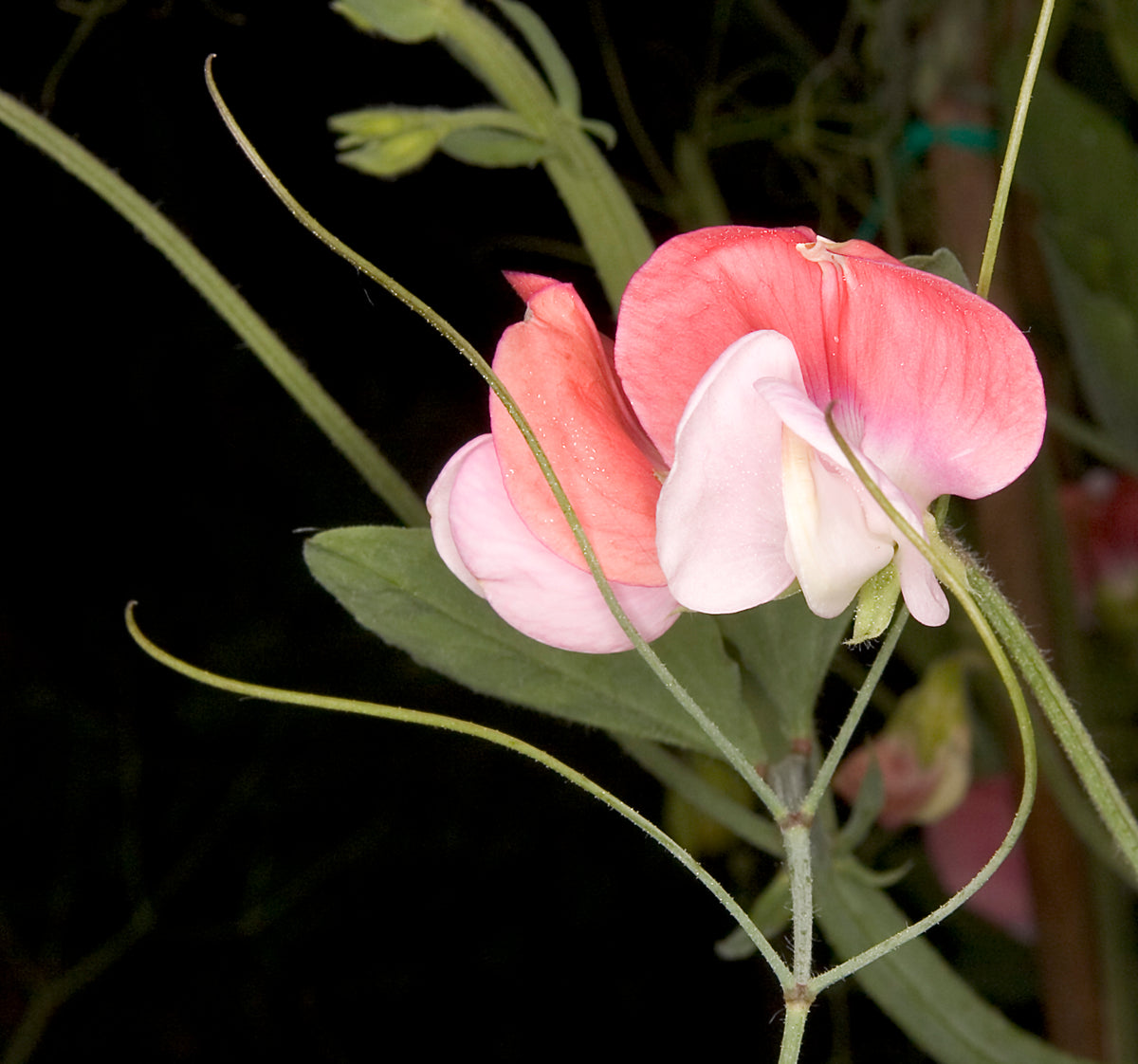 Painted Lady Sweet Pea