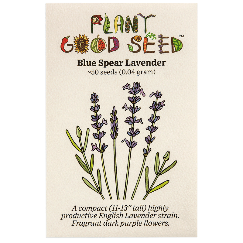 Blue Spear Lavender Seeds The Plant Good Seed Company