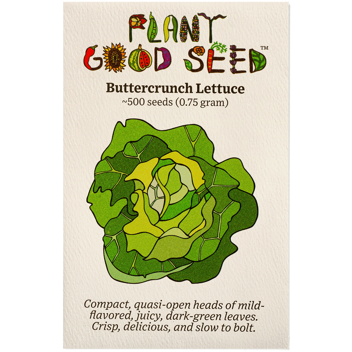Buttercrunch Lettuce