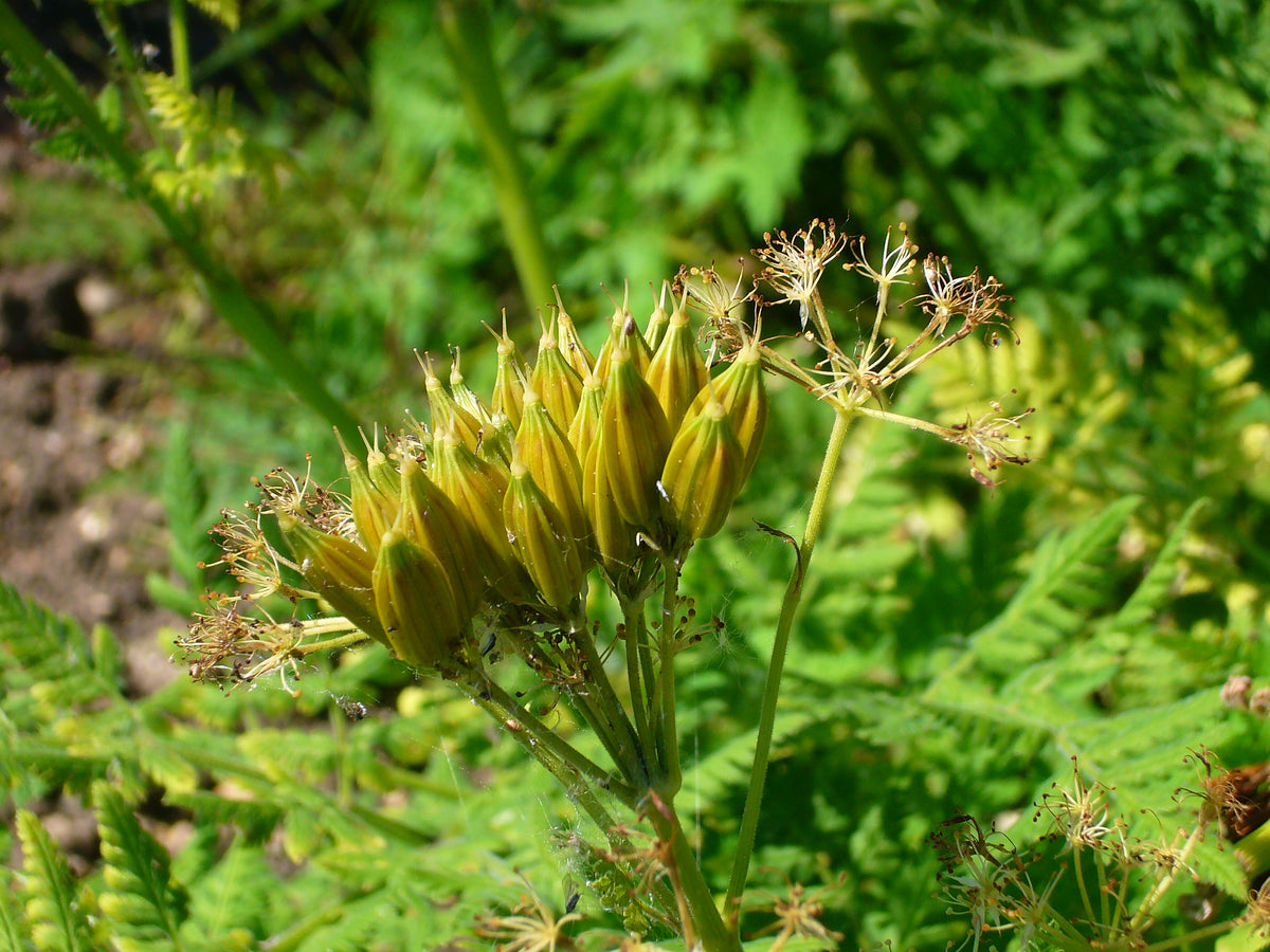 Sweet Cicely