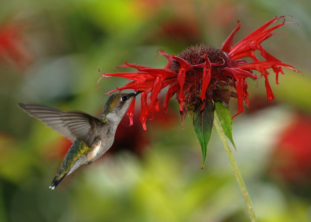 Scarlet Bee Balm