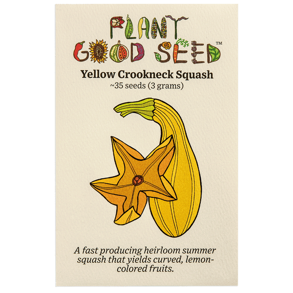 Crookneck Summer Squash Seeds The Plant Good Seed Company