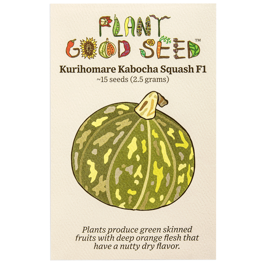 planting kabocha squash seeds Kurihomare F1 Kabocha Squash Seeds