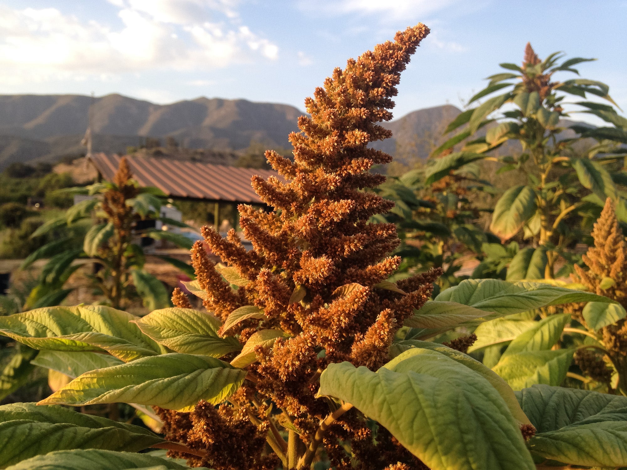 amaranth seed plant Amaranth Seed Collection - Three Packets