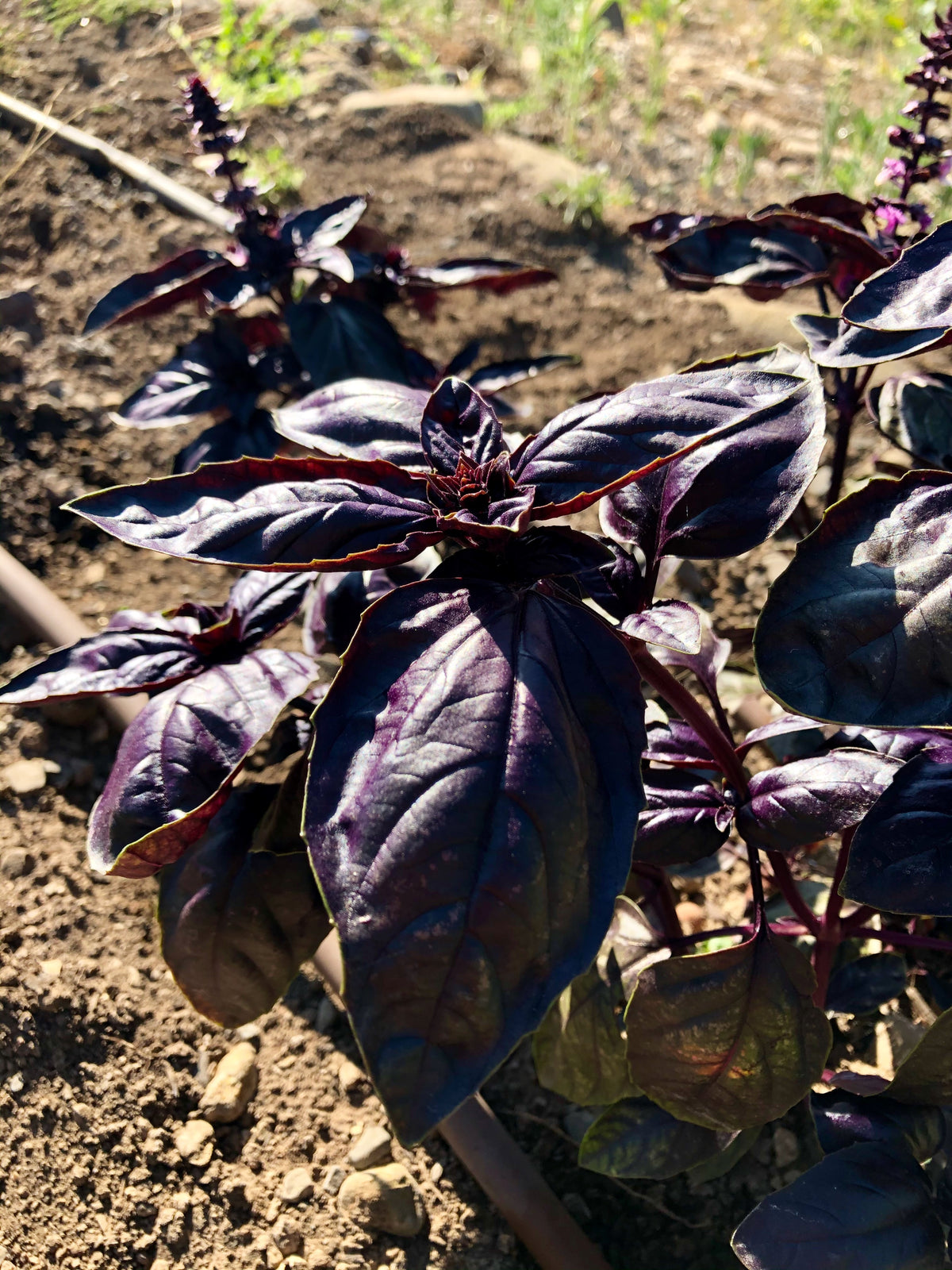 Amethyst Improved Purple Basil