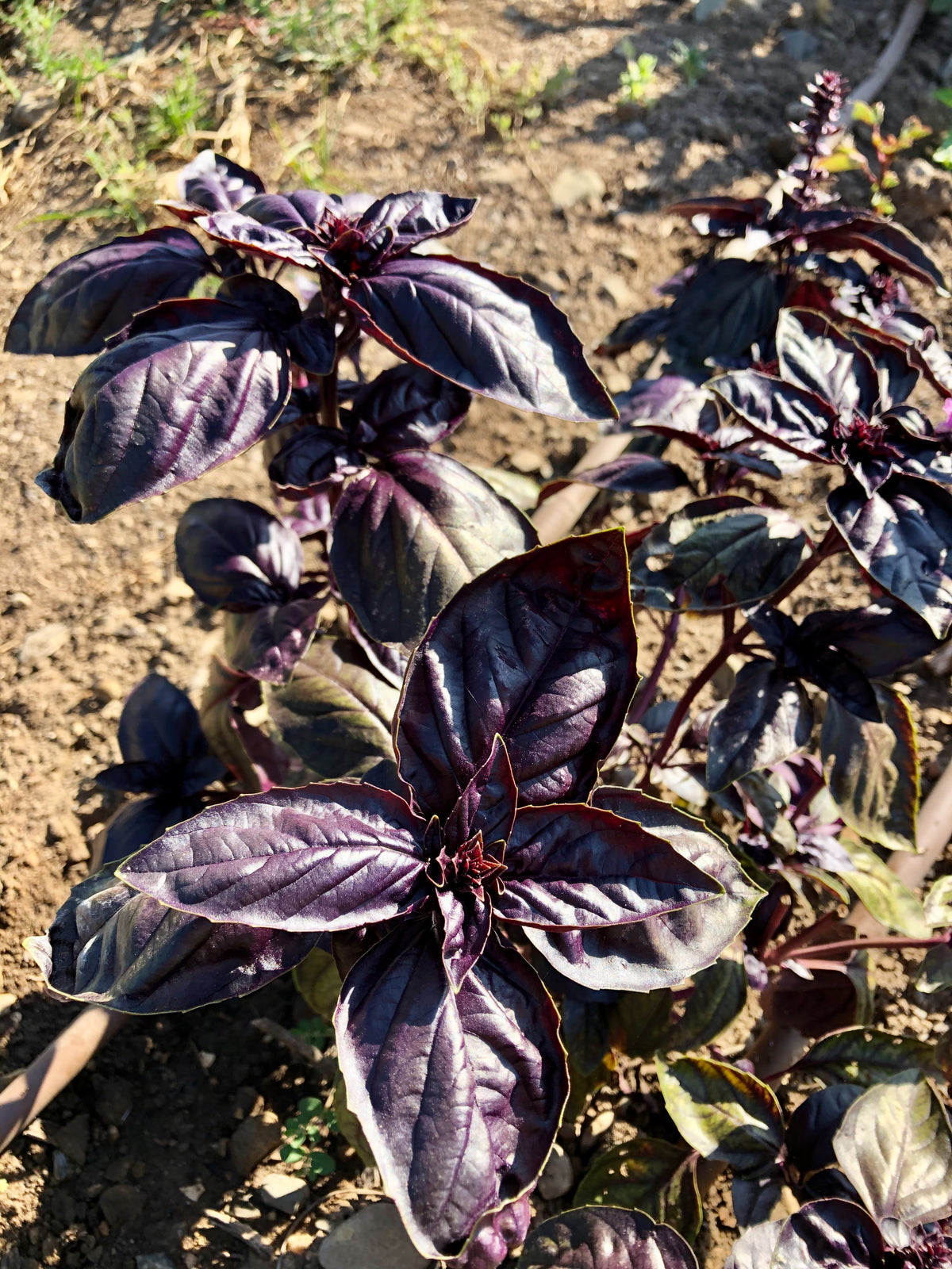 Amethyst Improved Purple Basil