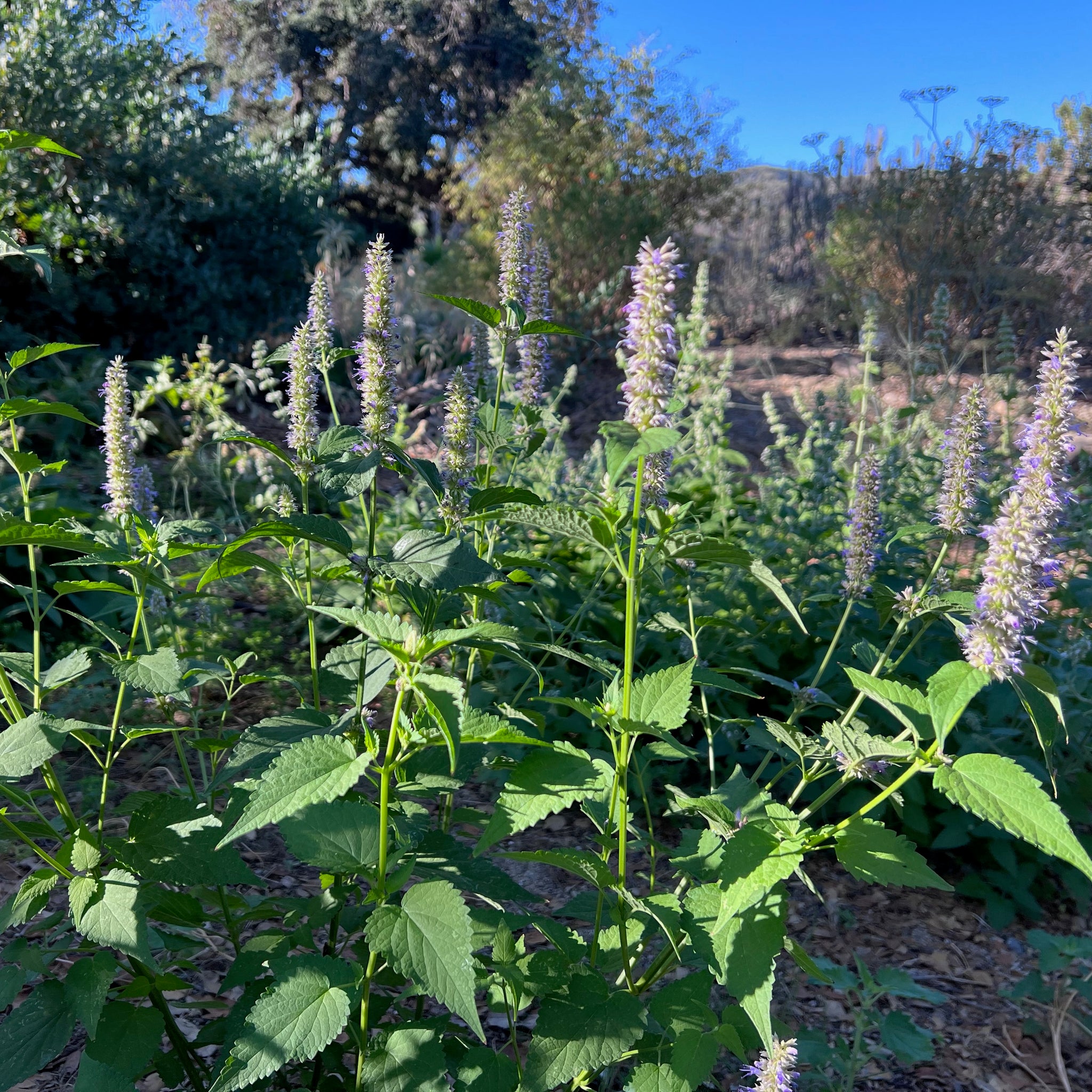 thumbnail image 2 of Hyssop Seeds – 200+ Perennial Herb Seeds – Fragrant Blue Flowers – Non-GMO USA 2 of 5