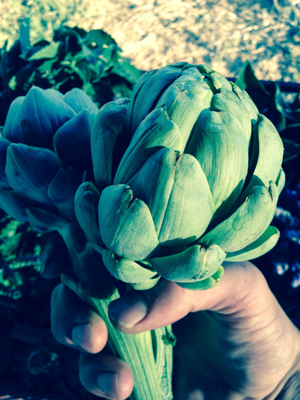 Green Globe Artichoke