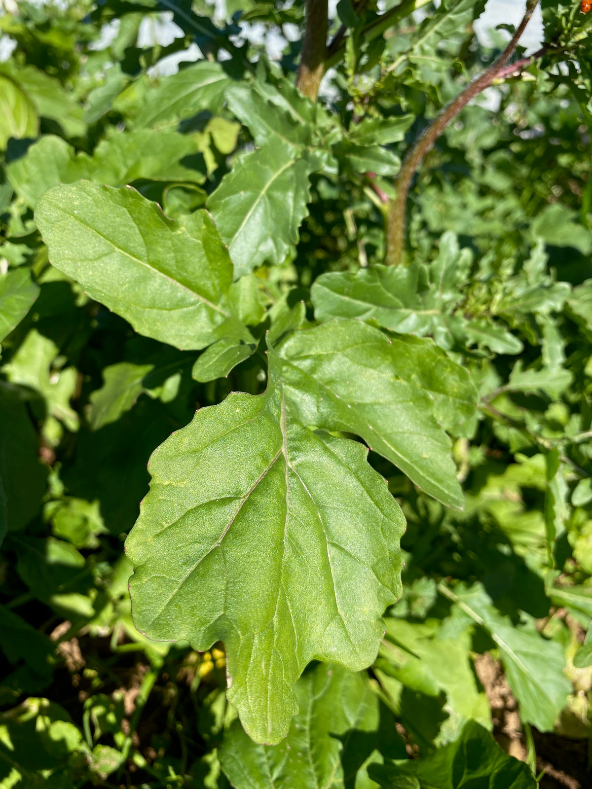 Arugula