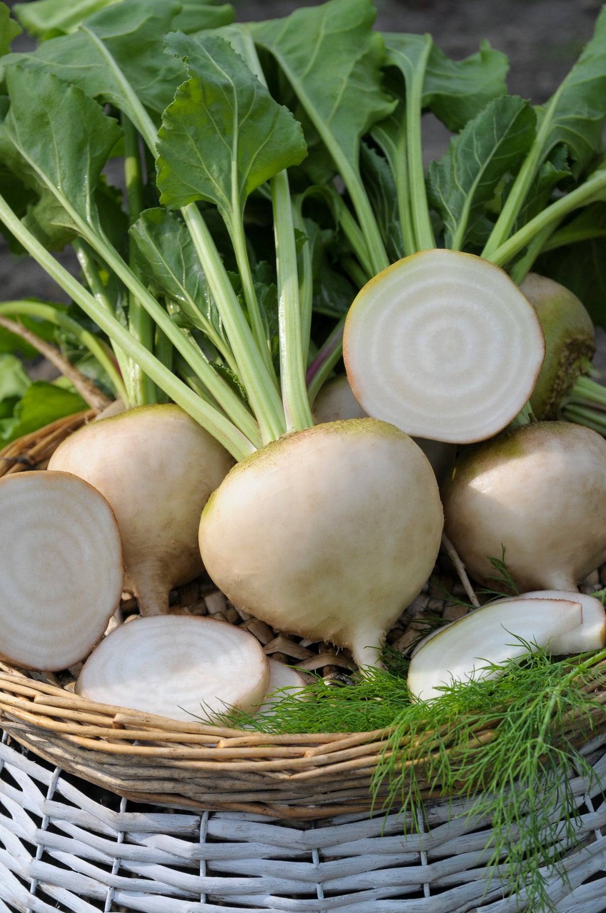 Avalanche White Beet