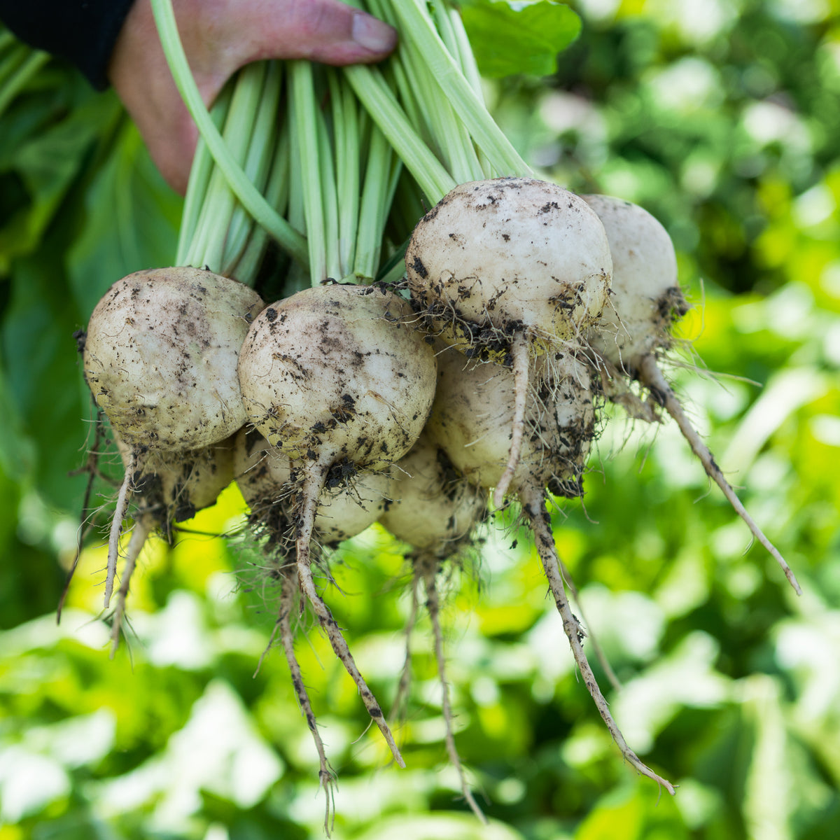 Avalanche White Beet