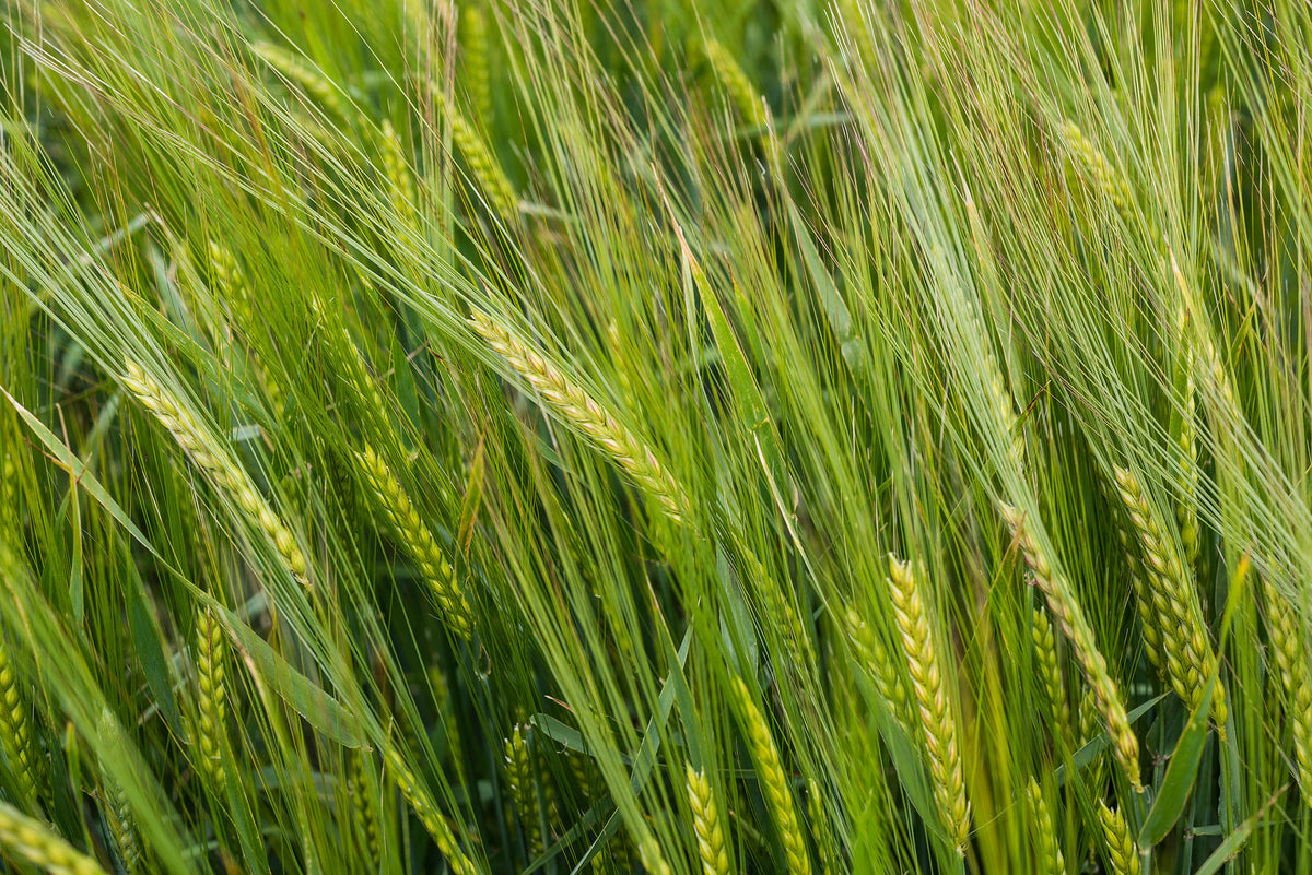 Robust Barley