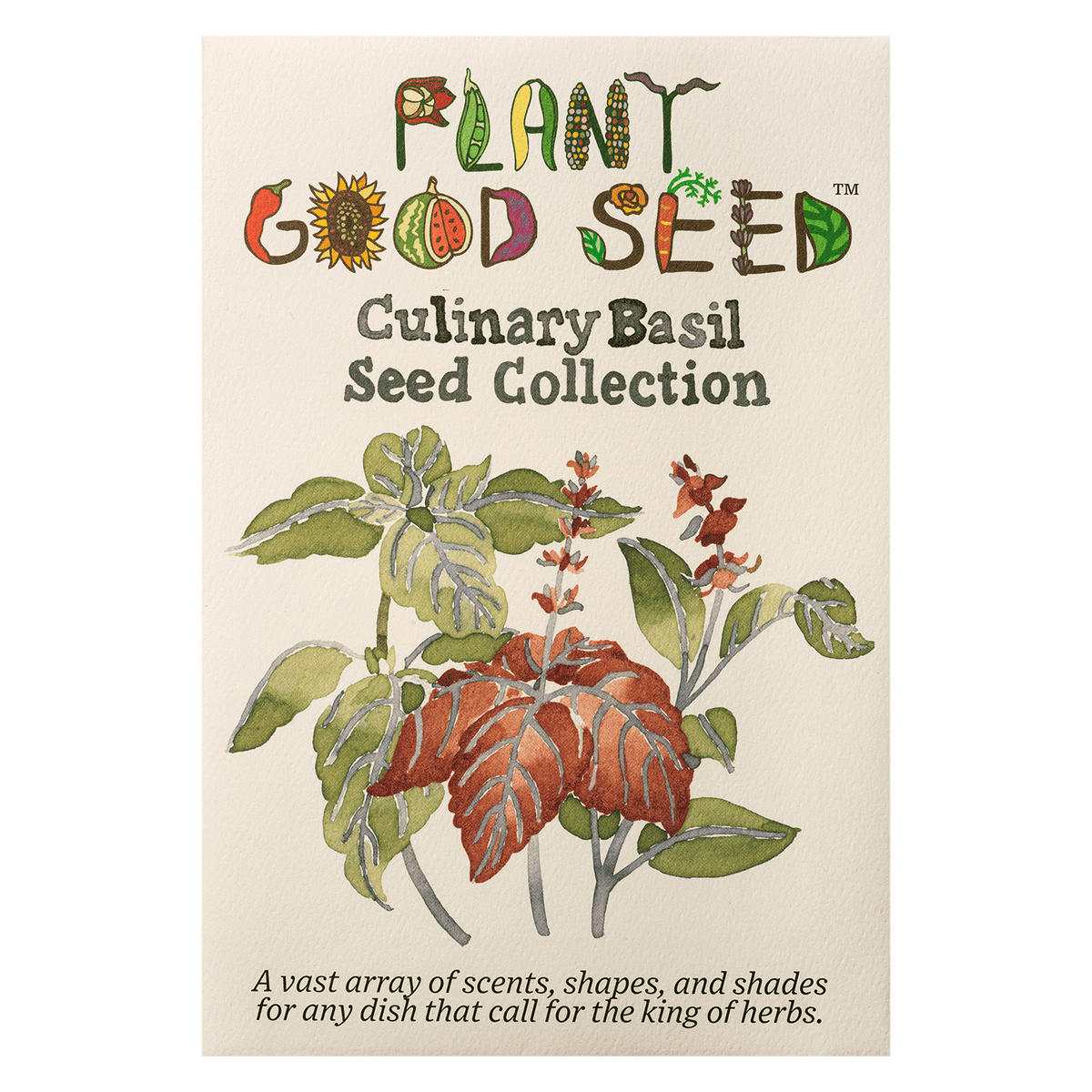 Culinary Basil Seed Collection