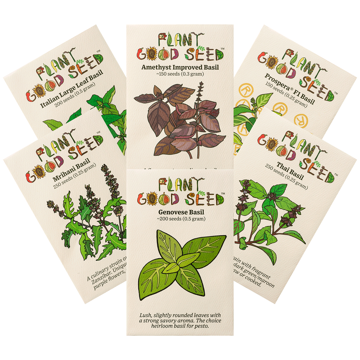 basil seeds from plant Culinary Basil Seed Collection - Six Packets