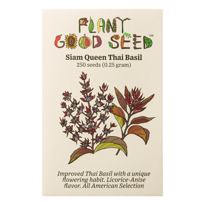 Siam Queen Thai Basil Seeds The Plant Good Seed Company