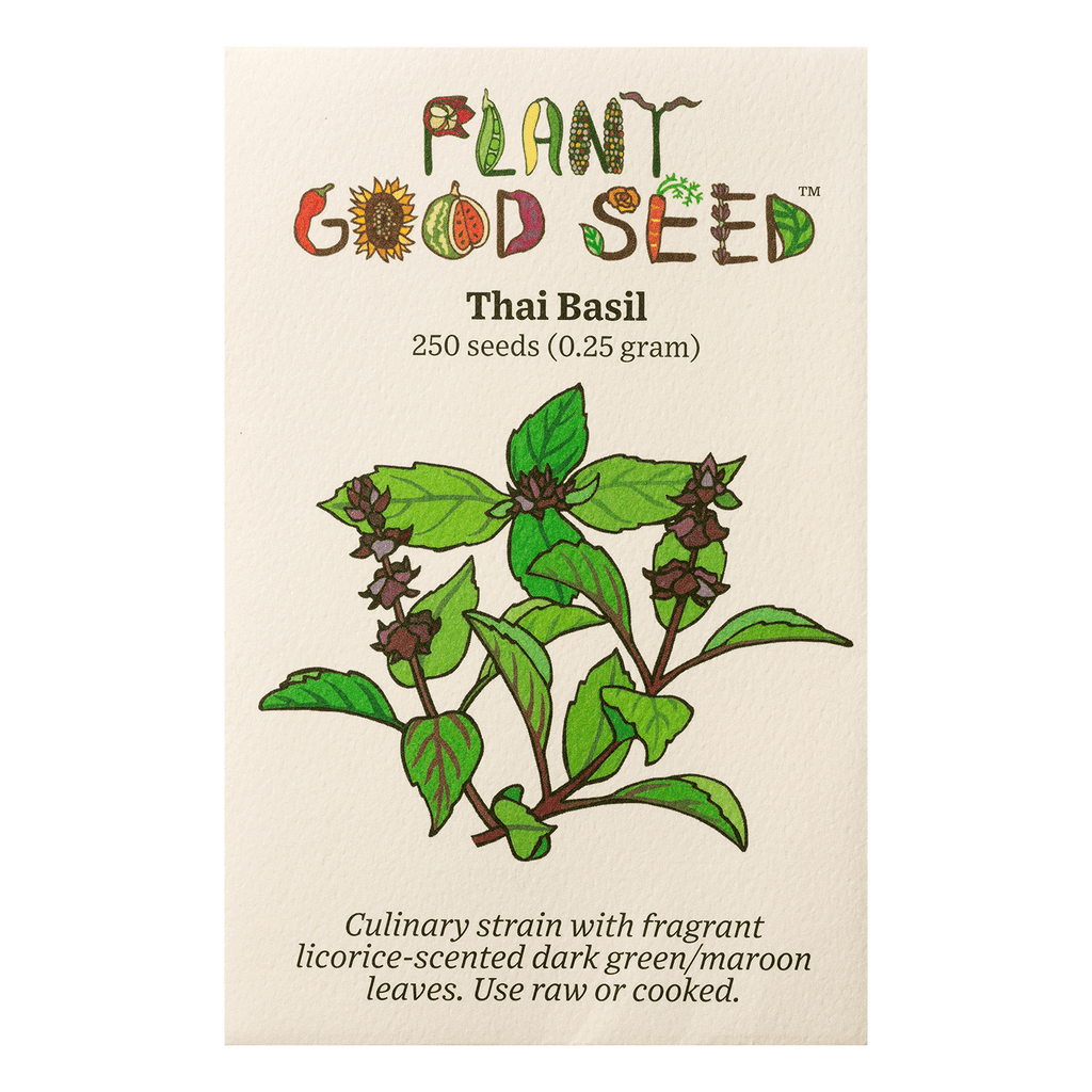 plant thai basil seeds Thai Basil Seeds