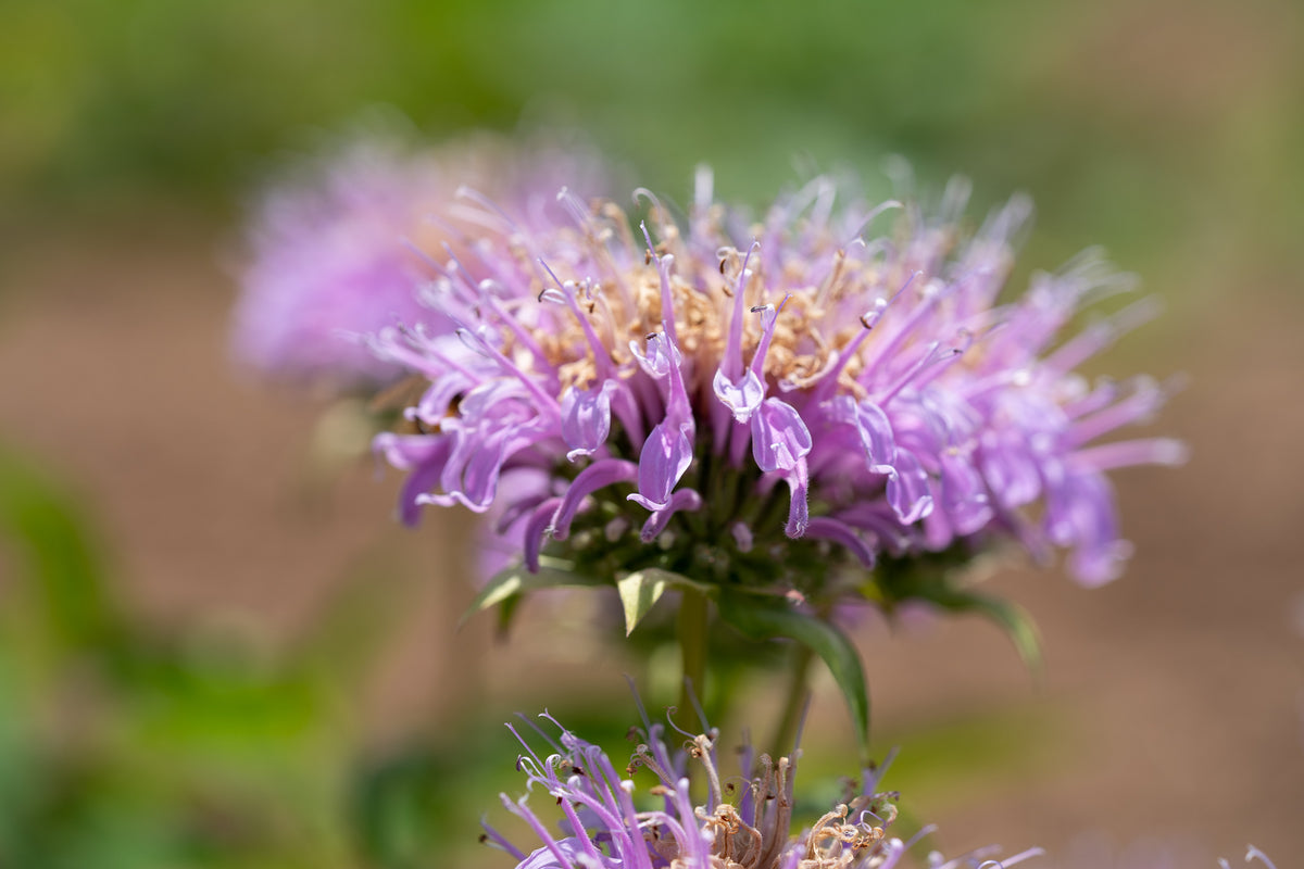 Bee Balm (Wild Bergamot Lavender)