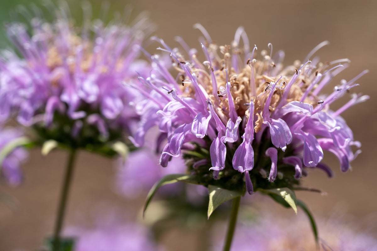 Bee Balm (Wild Bergamot Lavender)