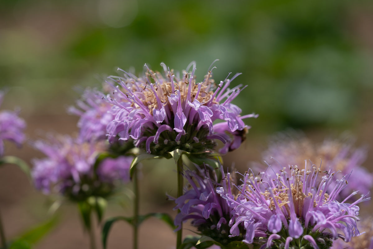 Bee Balm (Wild Bergamot Lavender)