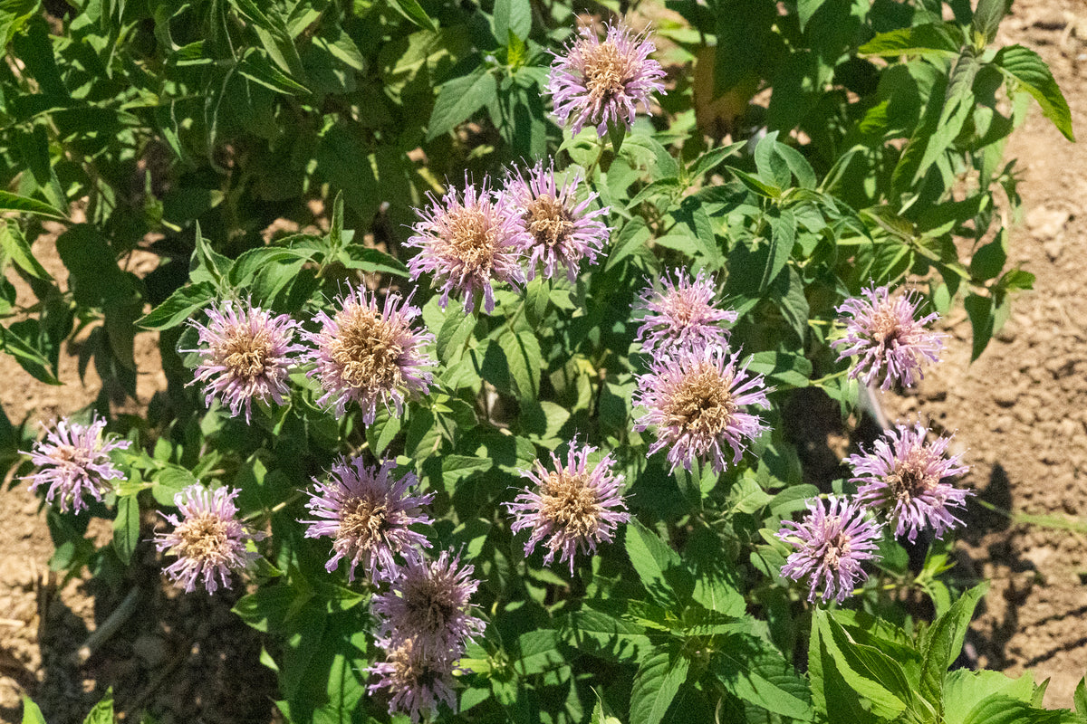 Bee Balm (Wild Bergamot Lavender)