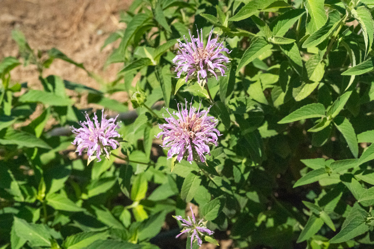 Bee Balm (Wild Bergamot Lavender)