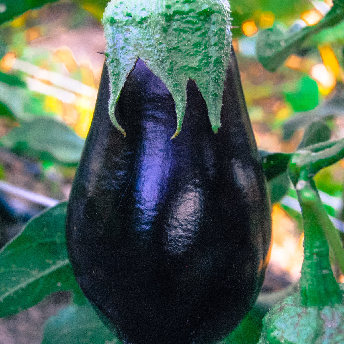 Black Beauty Eggplant