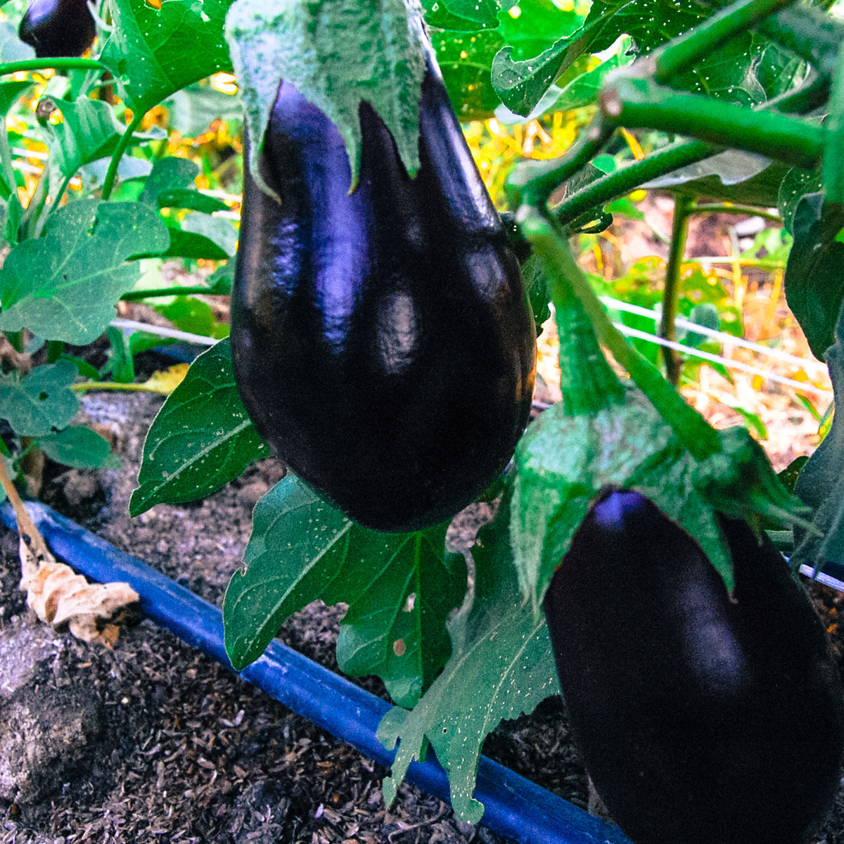 Black Beauty Eggplant