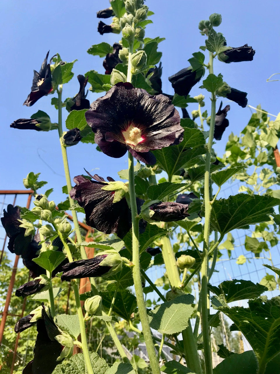 plant hollyhocks from seed Black Hollyhock Flower Seeds