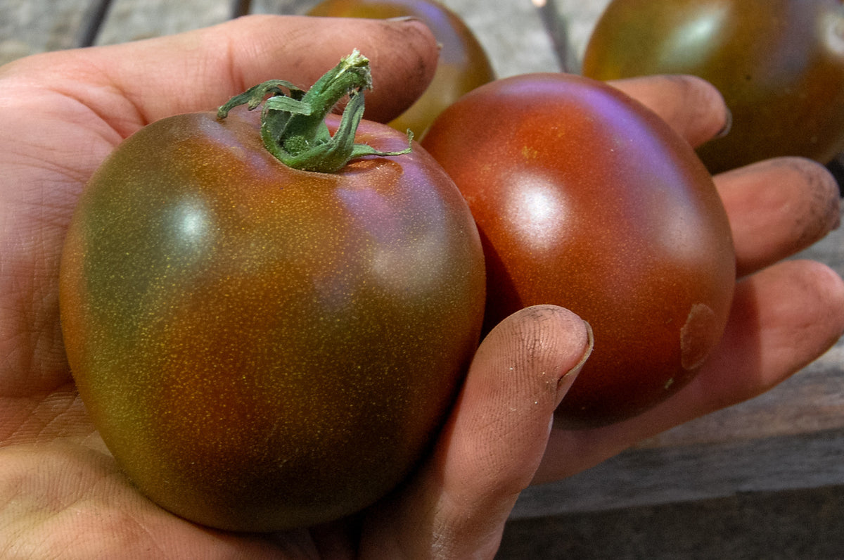 Black Prince Tomato