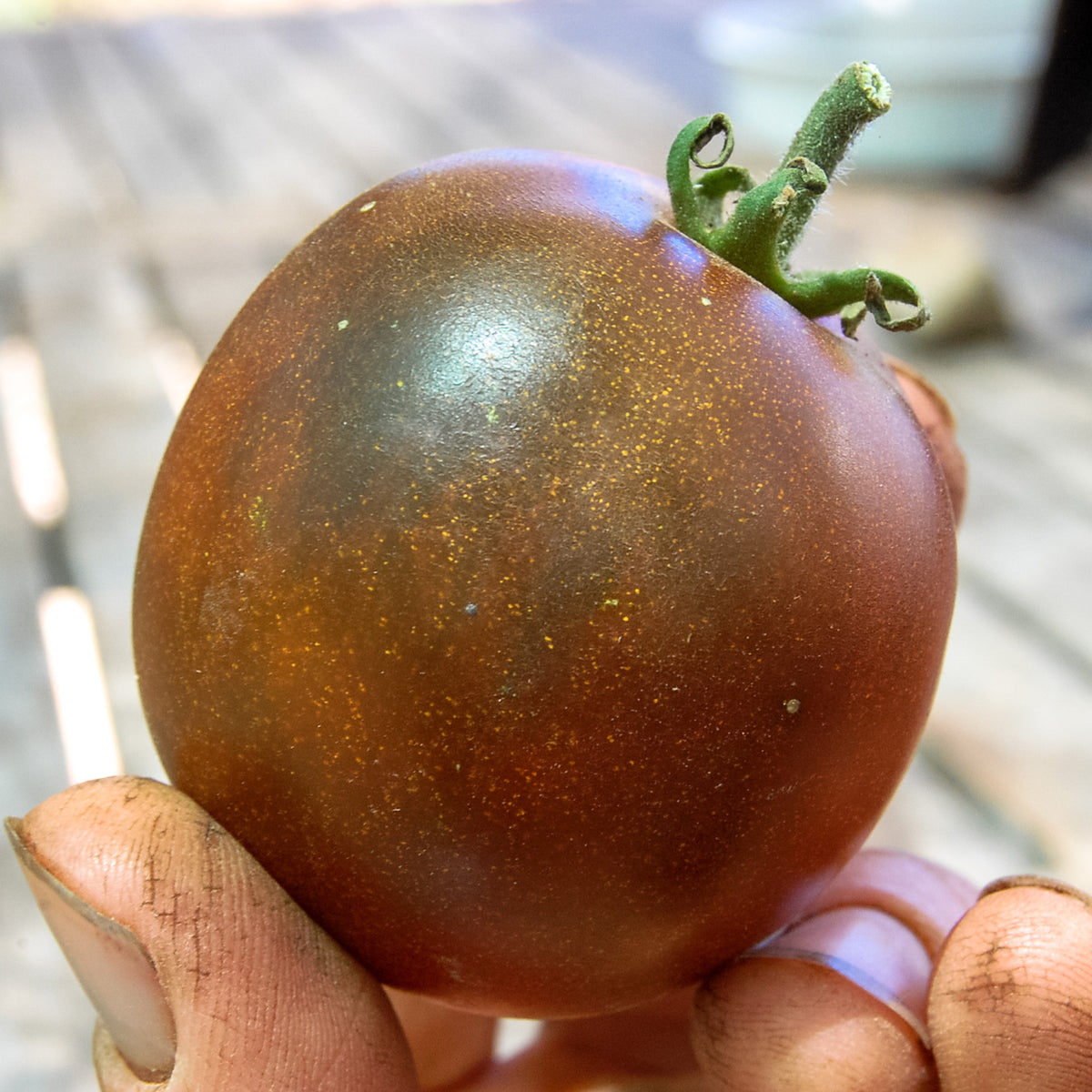 Black Prince Tomato