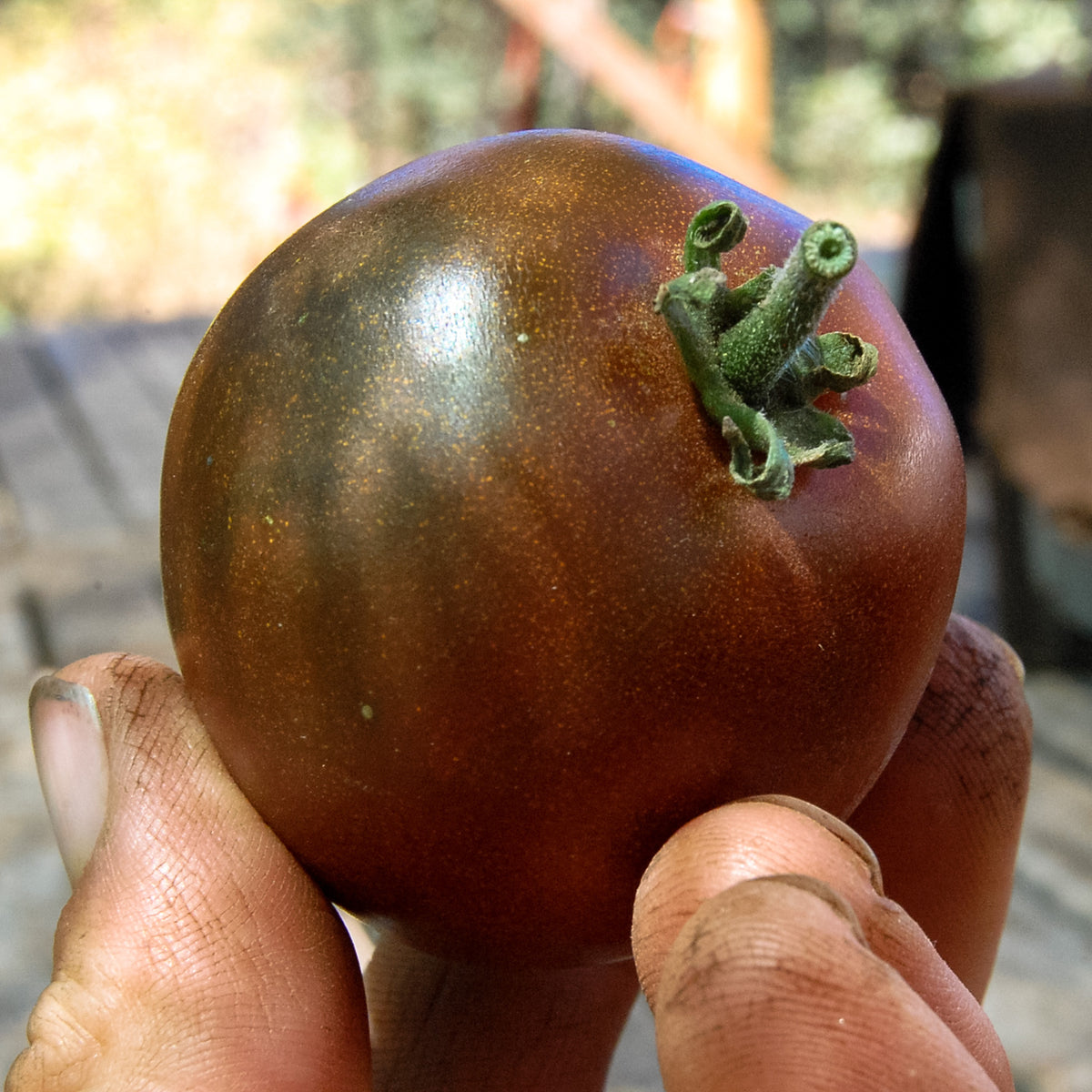 Black Prince Tomato