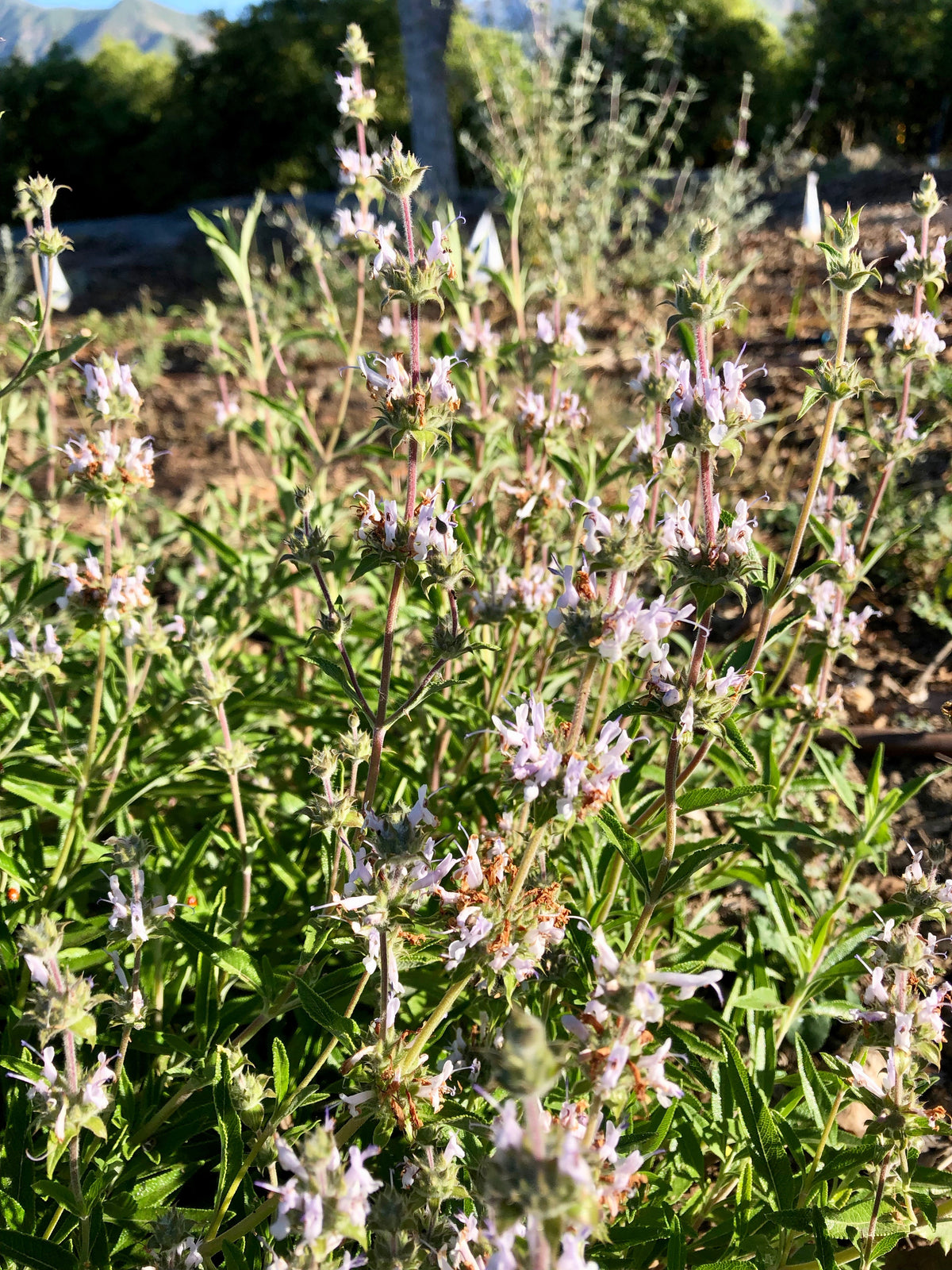 Black Sage