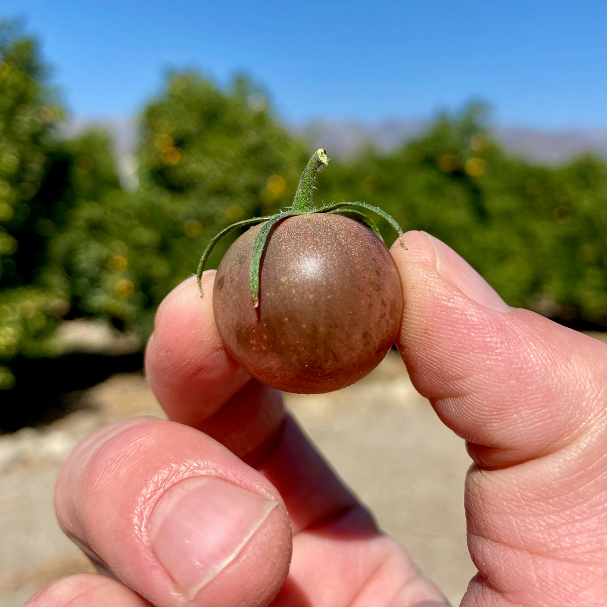 Black Cherry Tomato