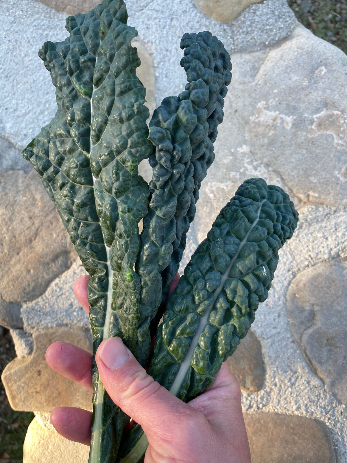 Black Magic Lacinato Kale