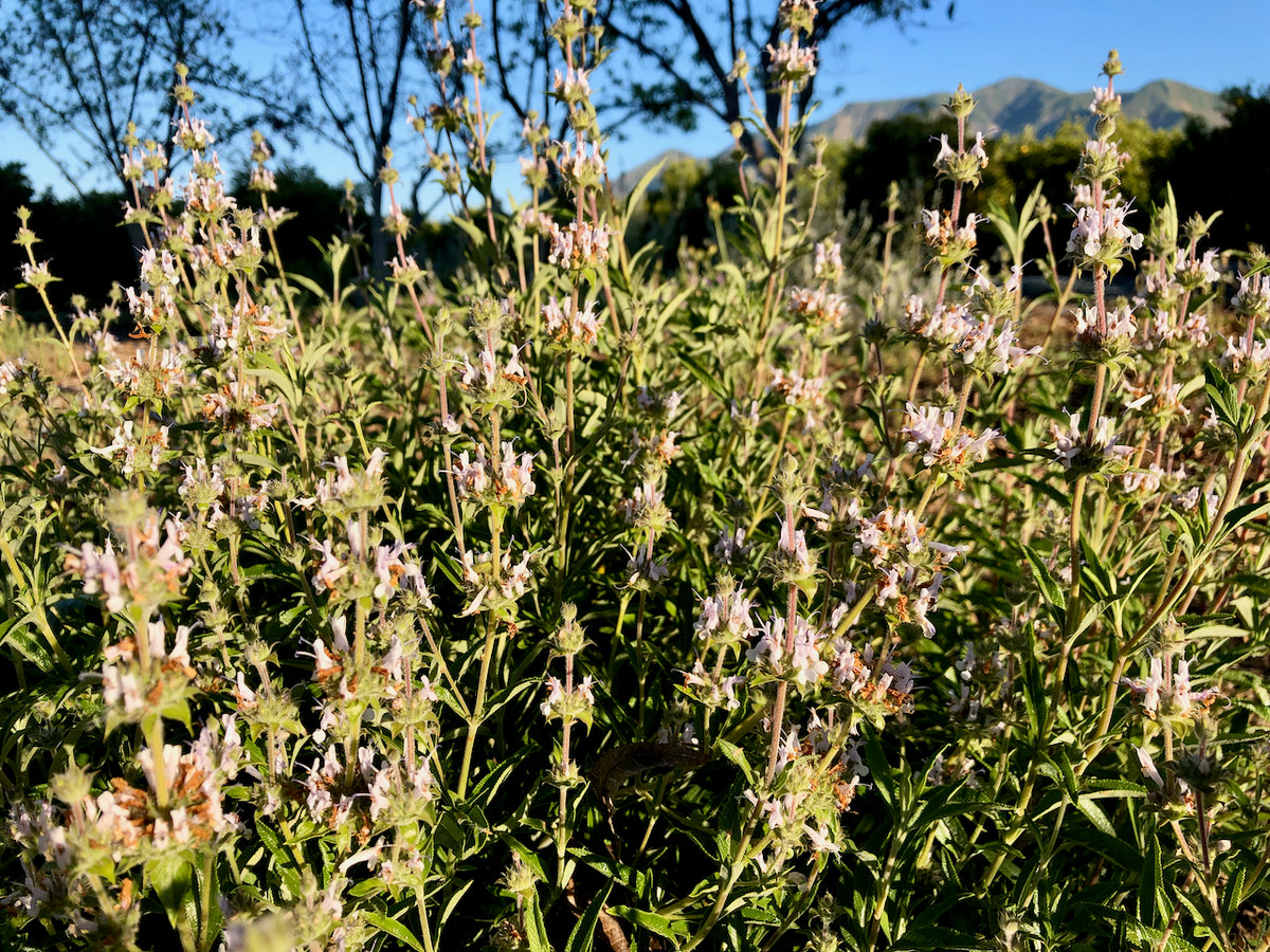 Sage Seed Collection