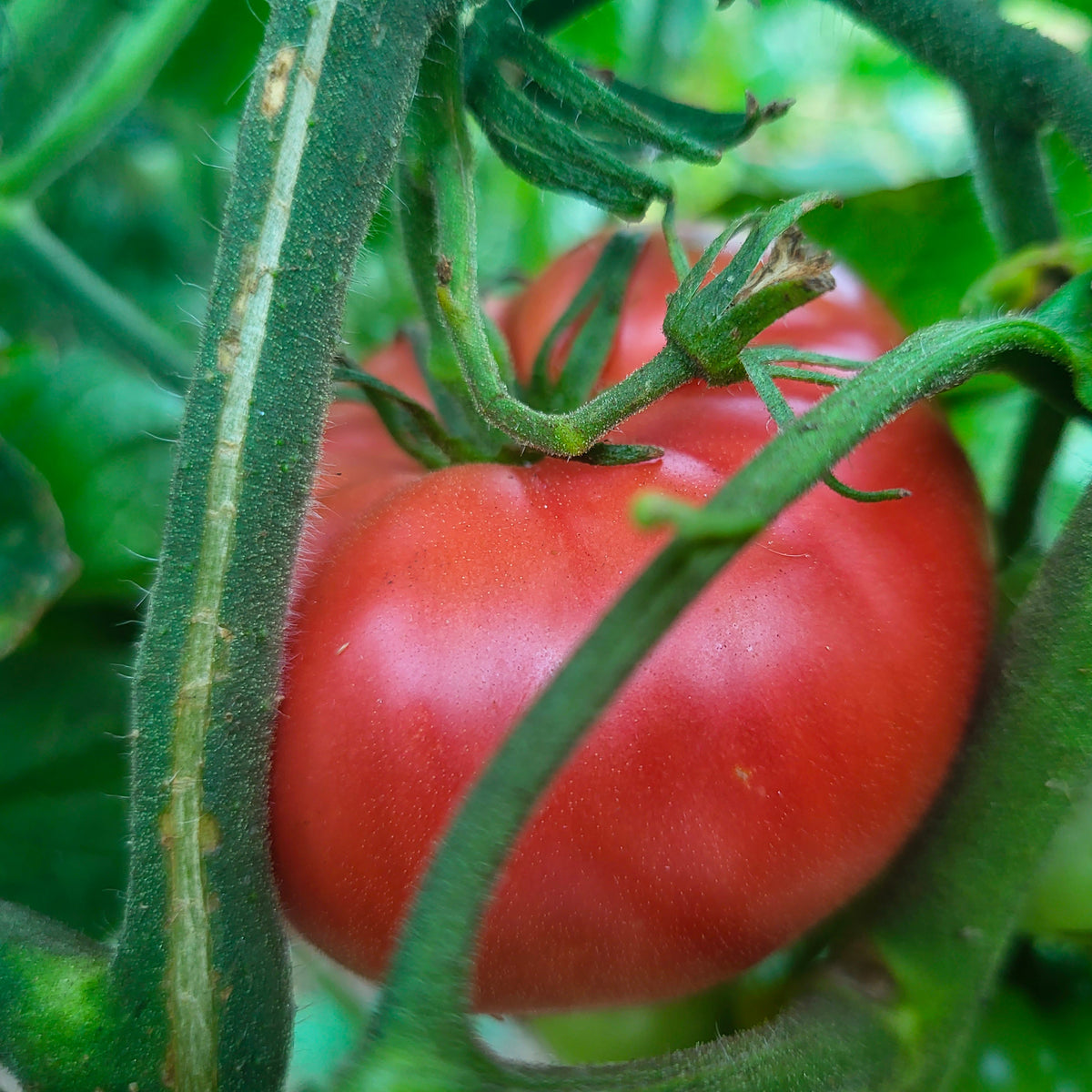 Pink Brandywine Tomato – BC Eco Seed Co-op
