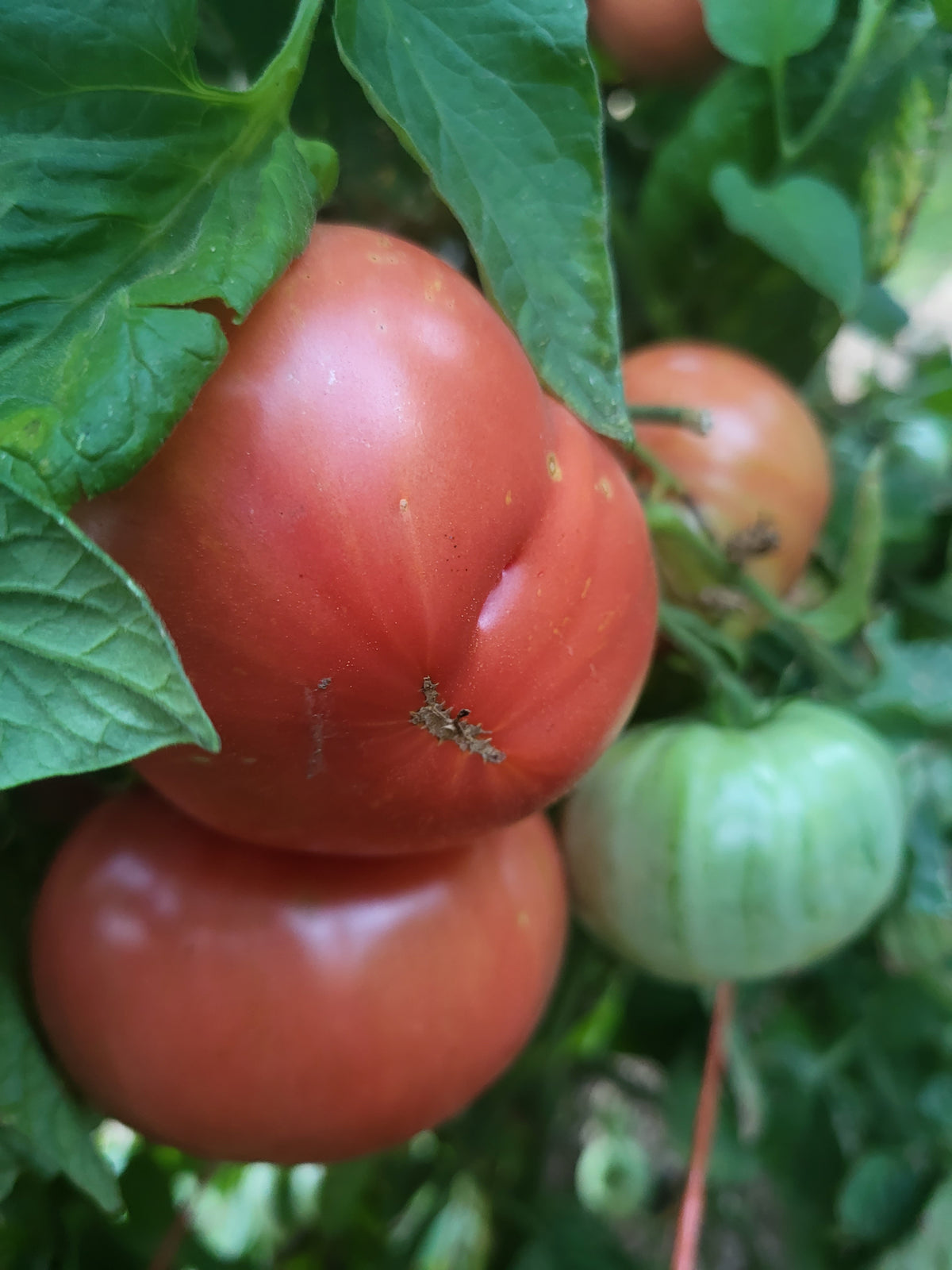 Pink Brandywine Tomato