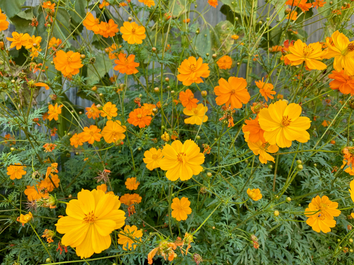 Bright Lights Cosmos Flower