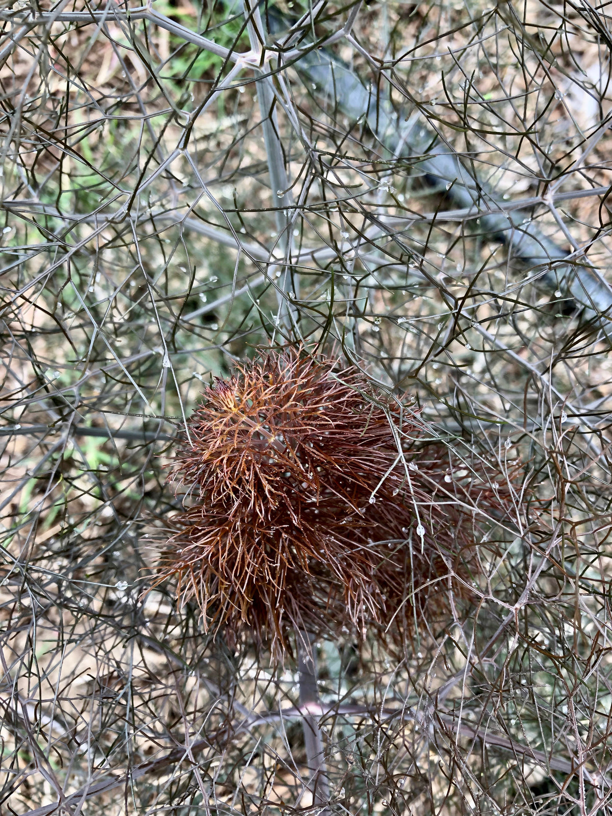 Bronze Fennel