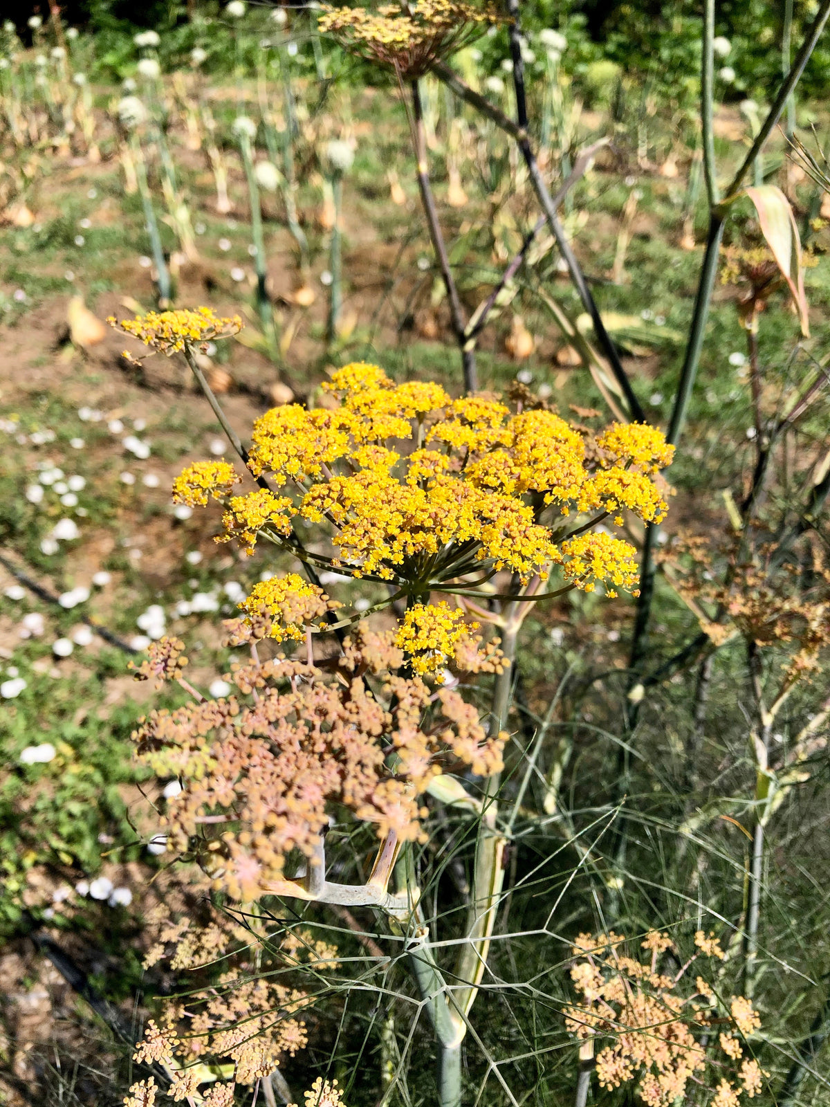 Bronze Fennel